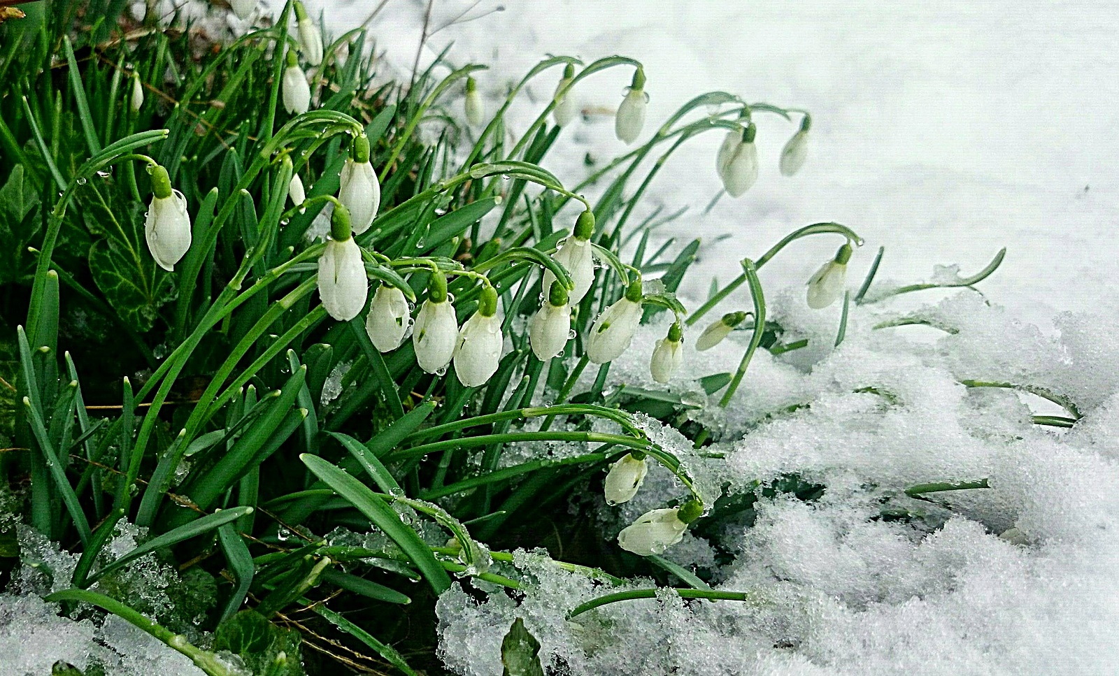 이른 봄의 snowdrops