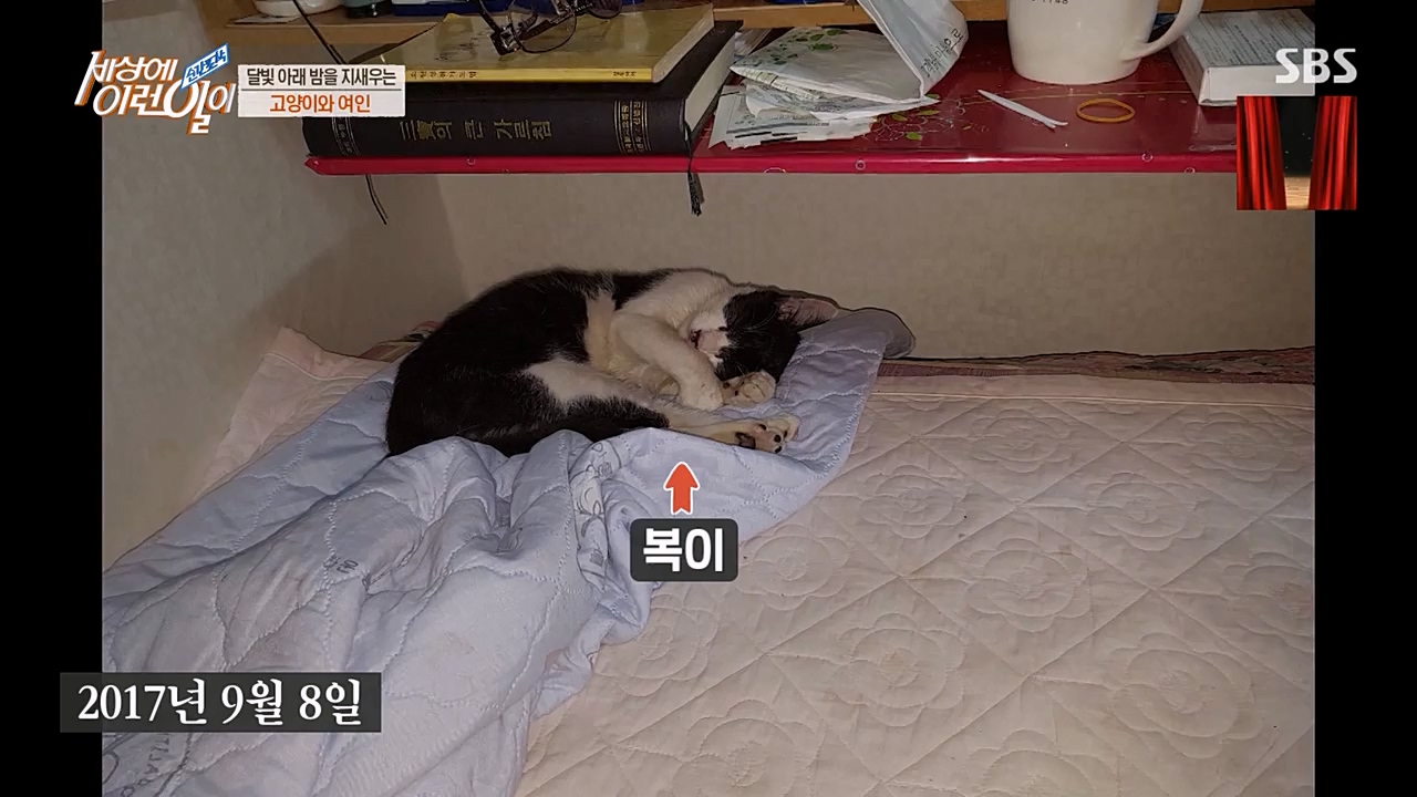 순간포착 세상에 이런일이.E1223.230329p-NEXT.mp4_20230329_192701.605.jpg