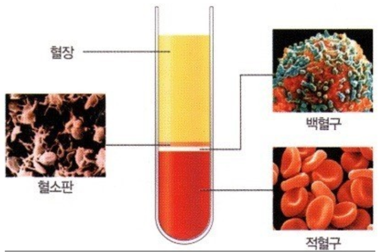 혈액의-구성-성분