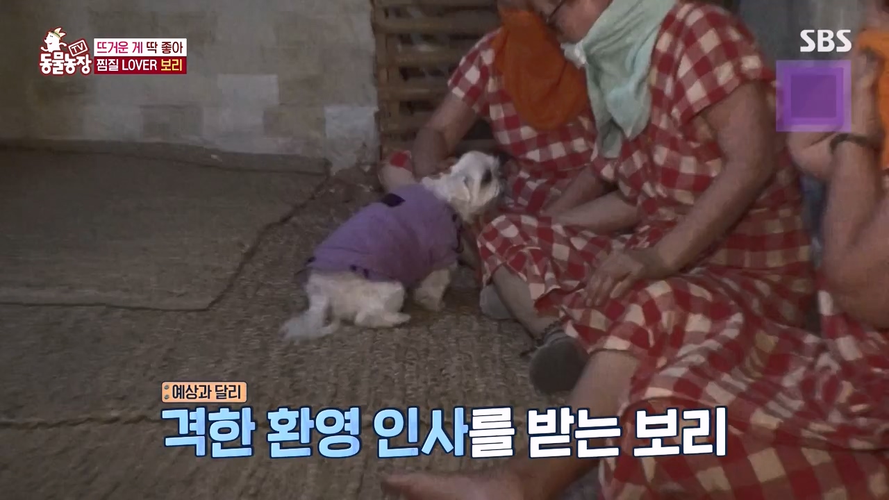 TV 동물농장.E1156.240129p-NEXT.mp4_20240128_191730.953.jpg