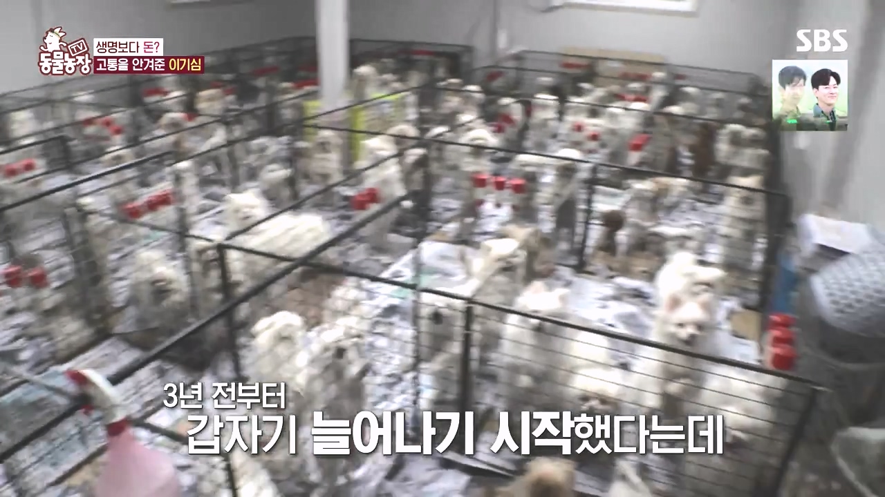 TV 동물농장.E1142.231023p-NEXT.mp4_20231022_173448.234.jpg