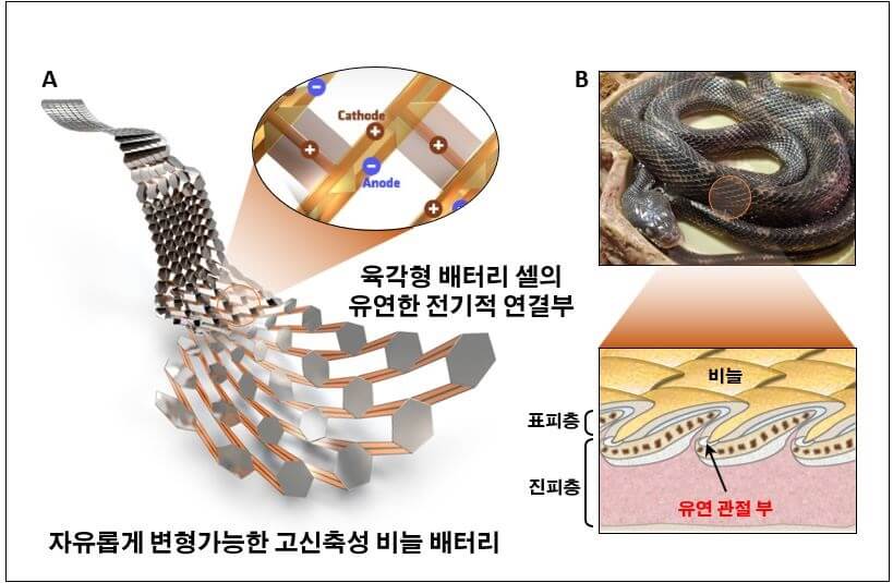  뱀 비늘처럼 휘고, 늘어나는 배터리 개발 [한국기계연구원]