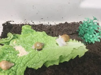 백와달팽이 가격 키우기 분양 수명 먹이 성격 종류_21