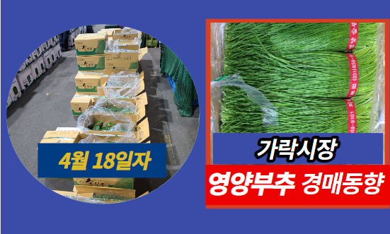  [경매사 일일보고] 4월 18일자 가락시장 영양부추 경매동향을 살펴보겠습니다!