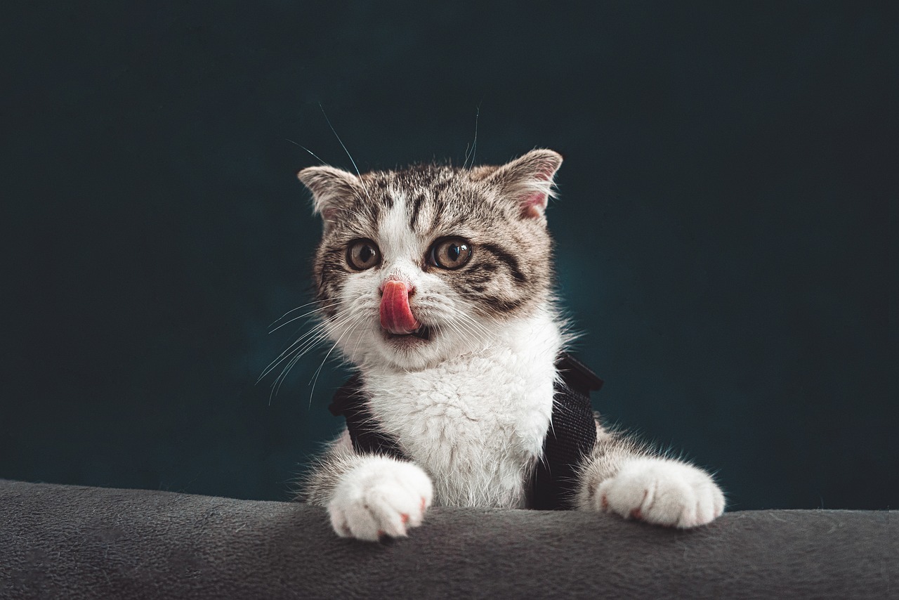 cat-1-1