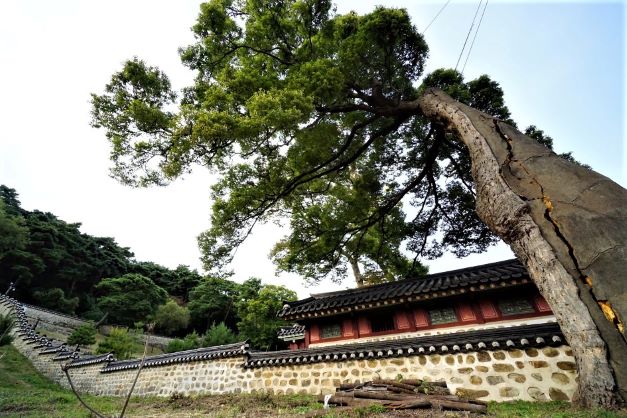 노거수 느티나무&#44; 로 앵글&#44; 뒤로 행궁&#44; 돌담&#44; 희미한 하늘&#44;