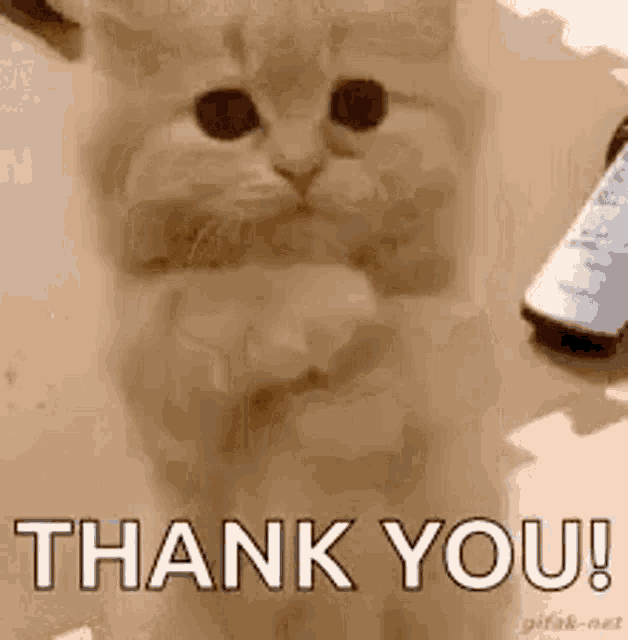 THANK YOU!(Cat)