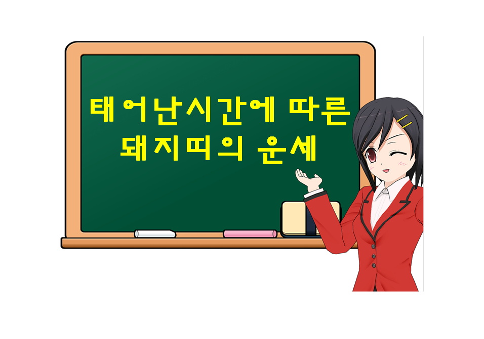  돼지띠,  태어난 시간에 따른 운세가 궁금하다면?