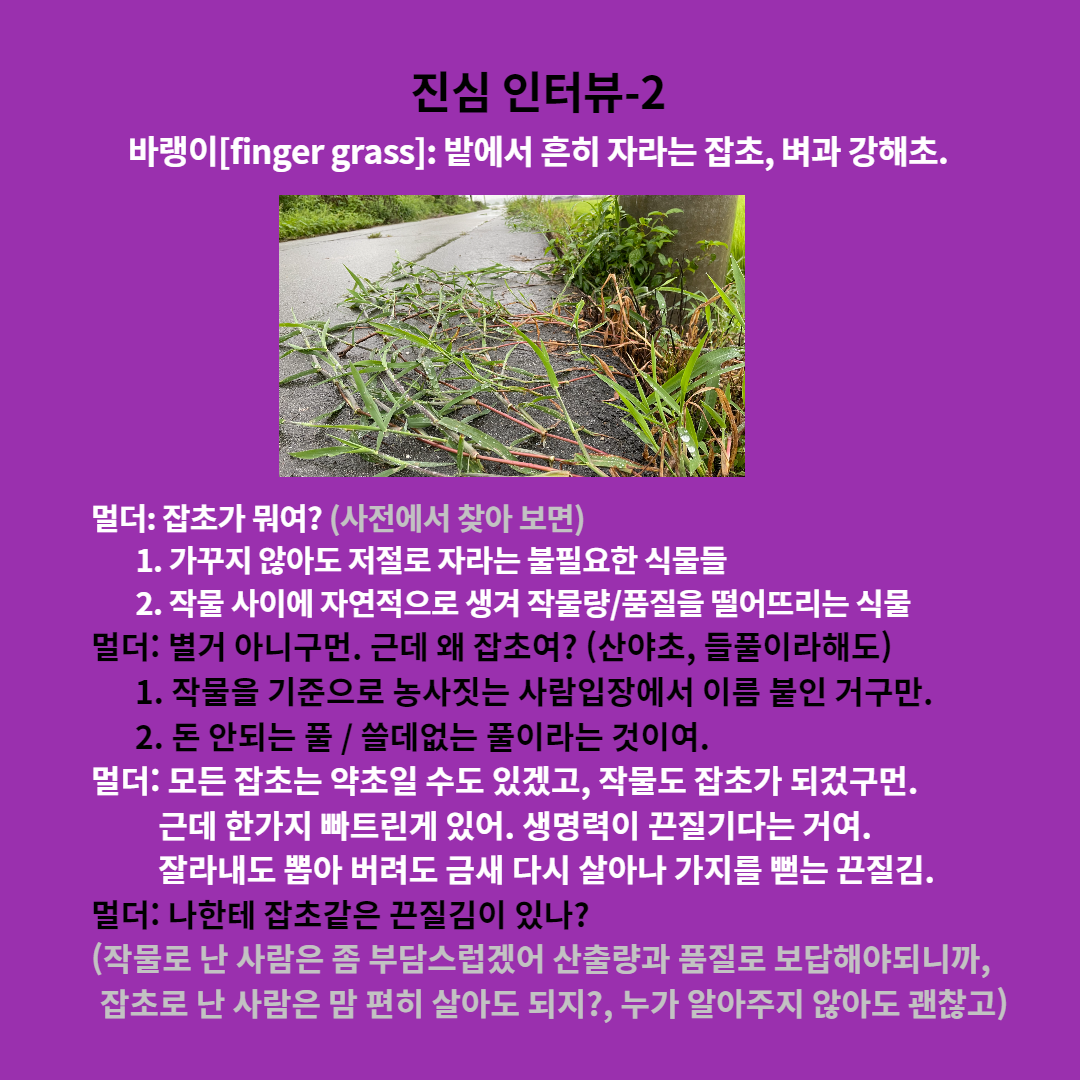  잡초