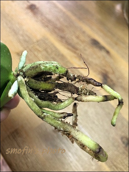 풍란 이용한 대엽심기 3