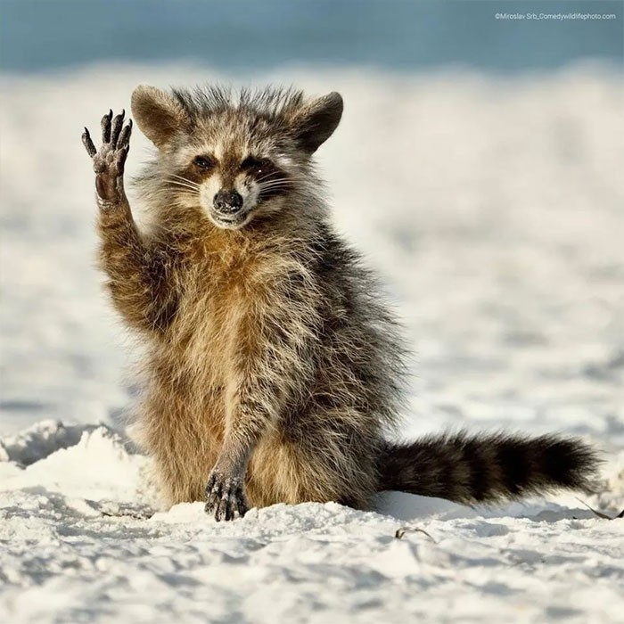 코미디 야생동물 공모전(Comedy Wildlife Photography Awards)