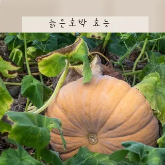 늙은호박 효능 칼로리 요리법_10