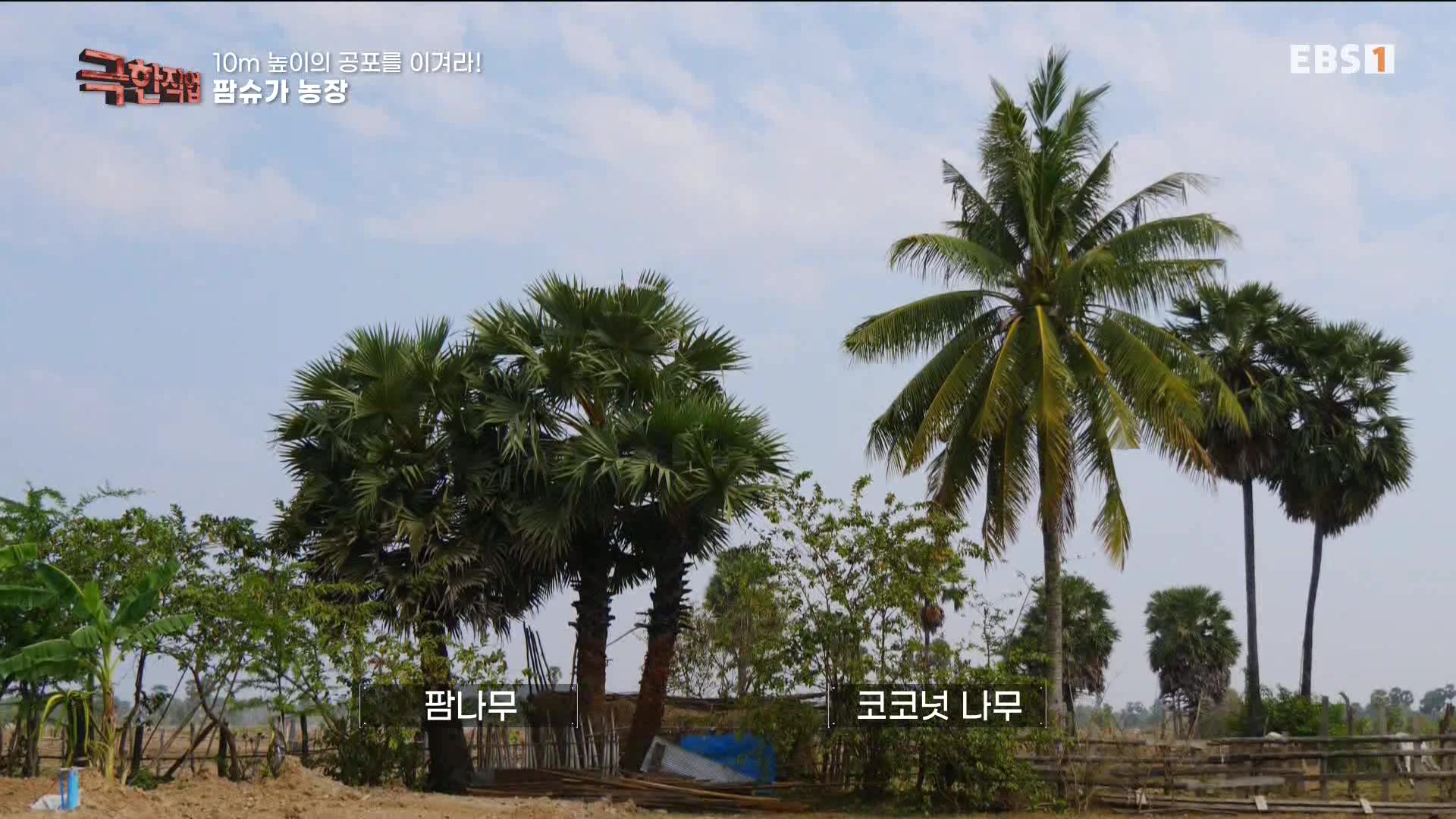 [극한 직업] 캄보디아 팜슈가 농장 230624.mp4_20230701_183854.156.jpg
