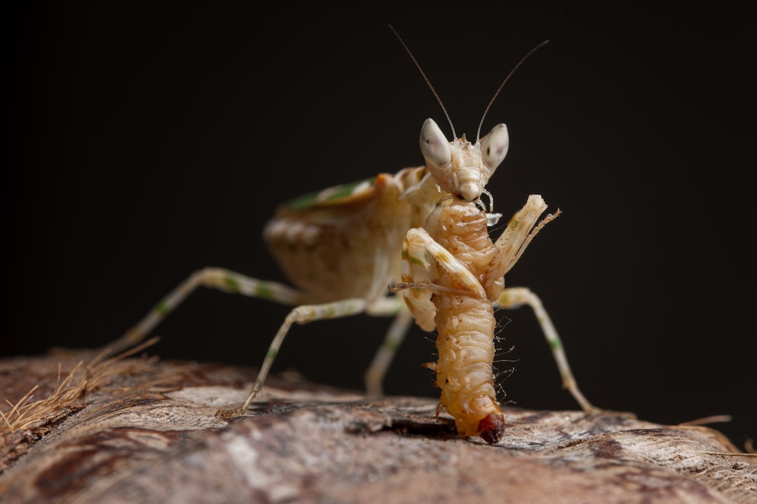 Predation