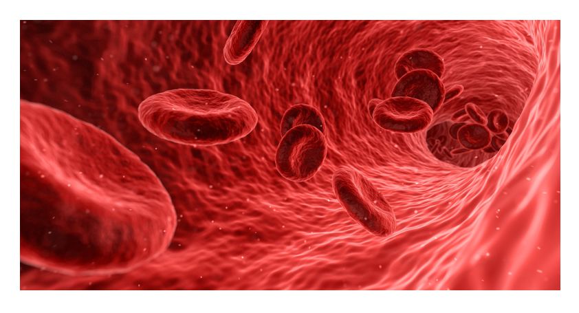 혈관 속 적혈구 사진