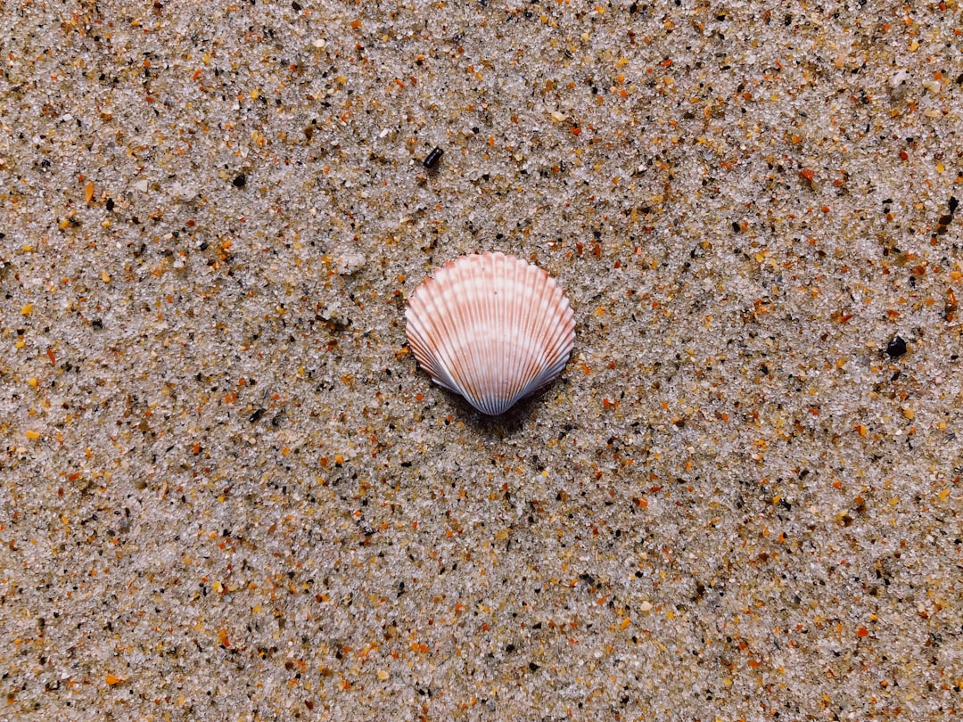 Scallop