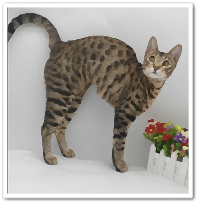  사바나캣 고양이 가격 및 품종에 대해(savannah cat)