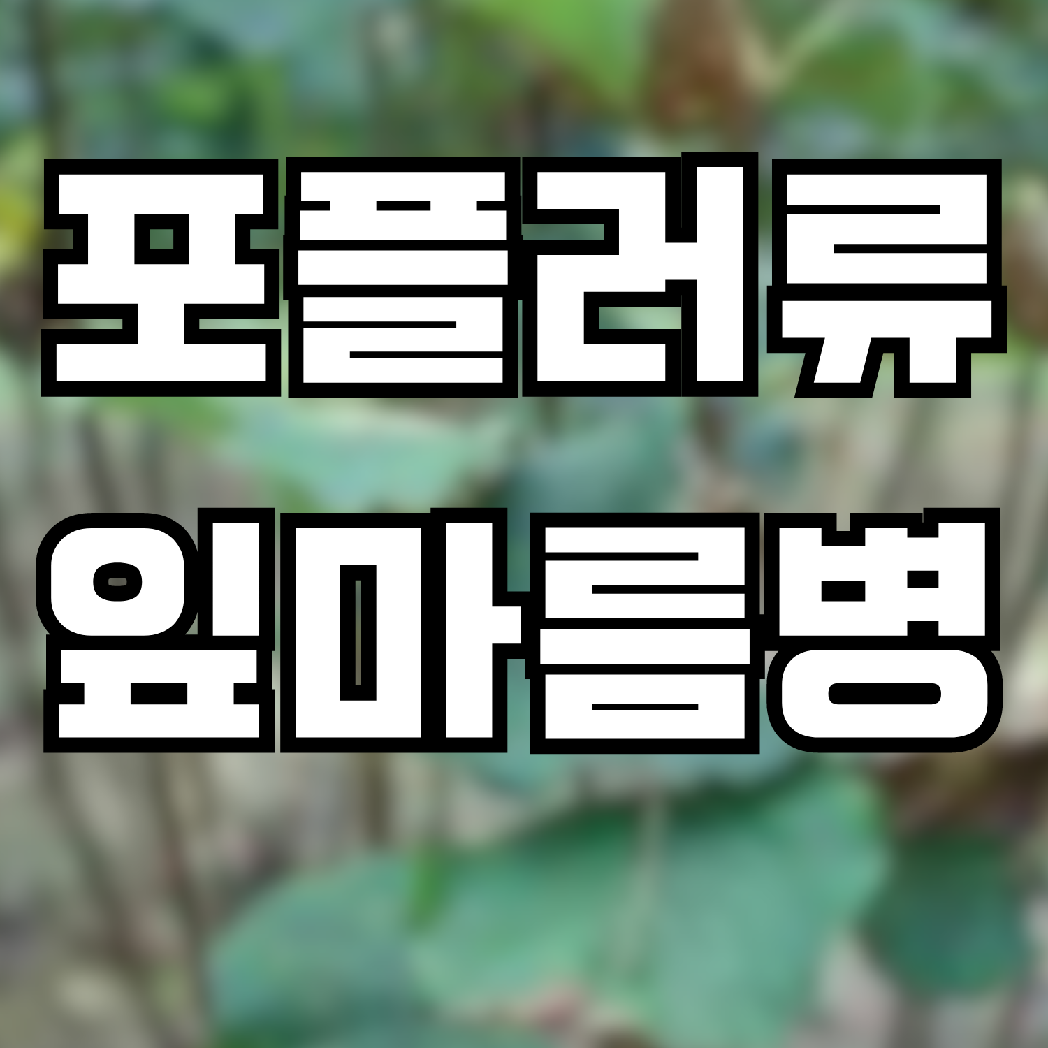  포플러류 잎마름병