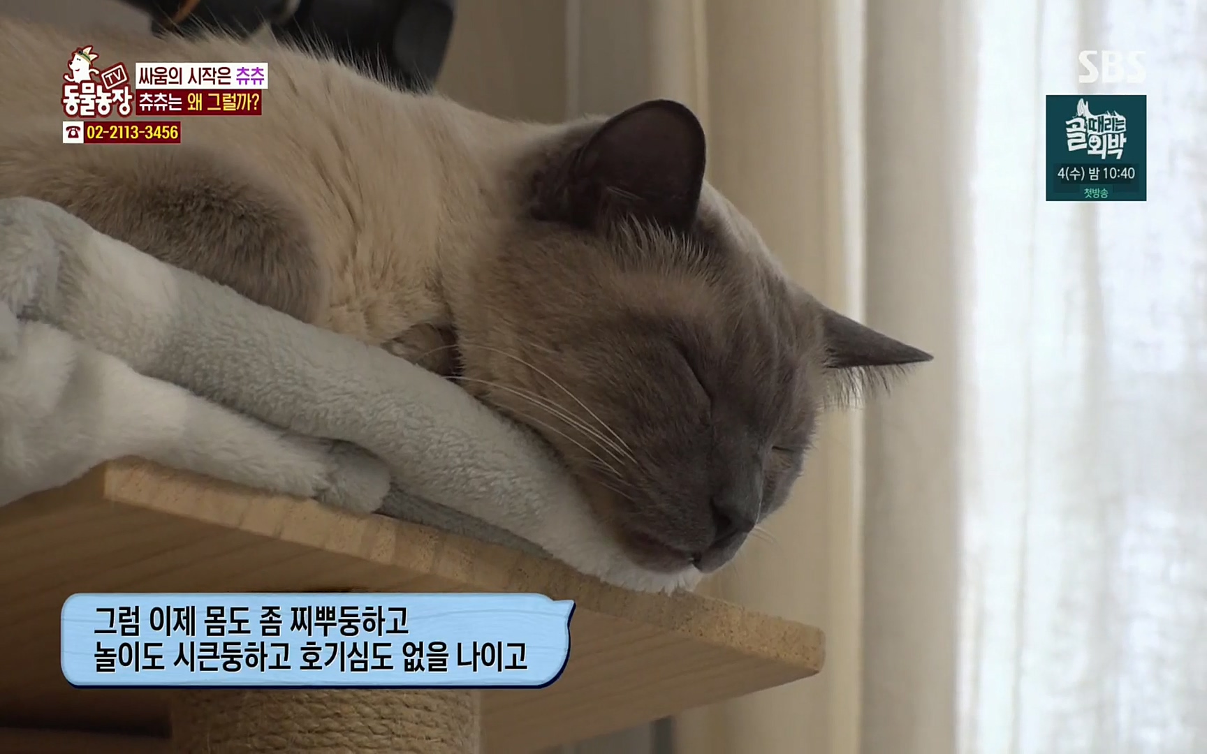 TV 동물농장.E1067.220501p.H264-F1RST.mp4_20220501_182813.270.jpg