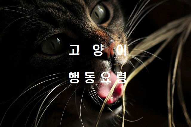  노다지네 잡학다식