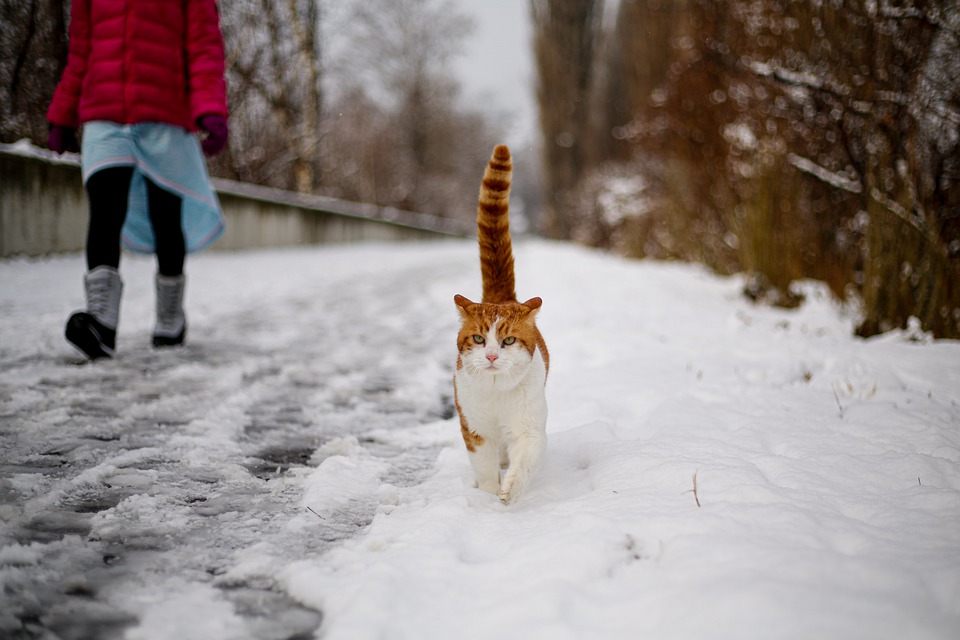 고양이 산책