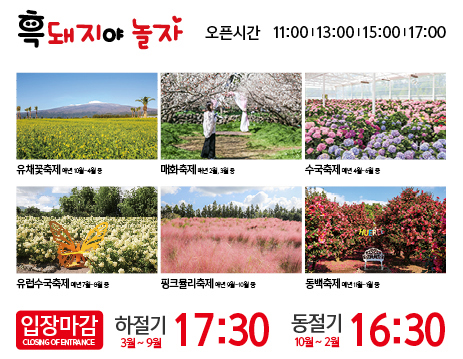 제주도 휴애리 수국축제 총정리
