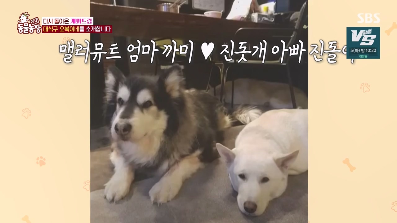 TV 동물농장.E1147.231127p-NEXT.mp4_20231126_170352.243.jpg
