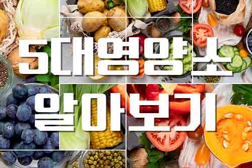  5대 영양소, 꼭 알아야 할 것들 한눈에 정리하기