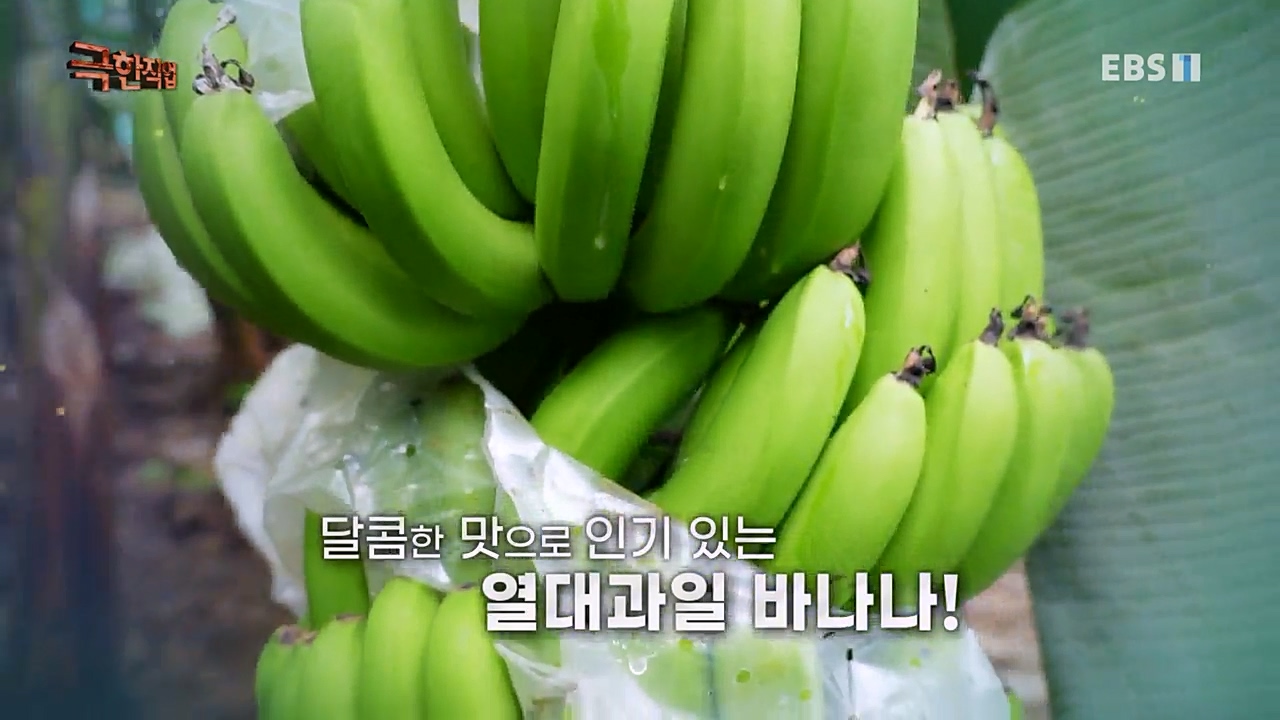 TV - 교육의 중심 EBS필리핀 바나나, 파인애플 농장.mp4_20230302_202854.557.jpg