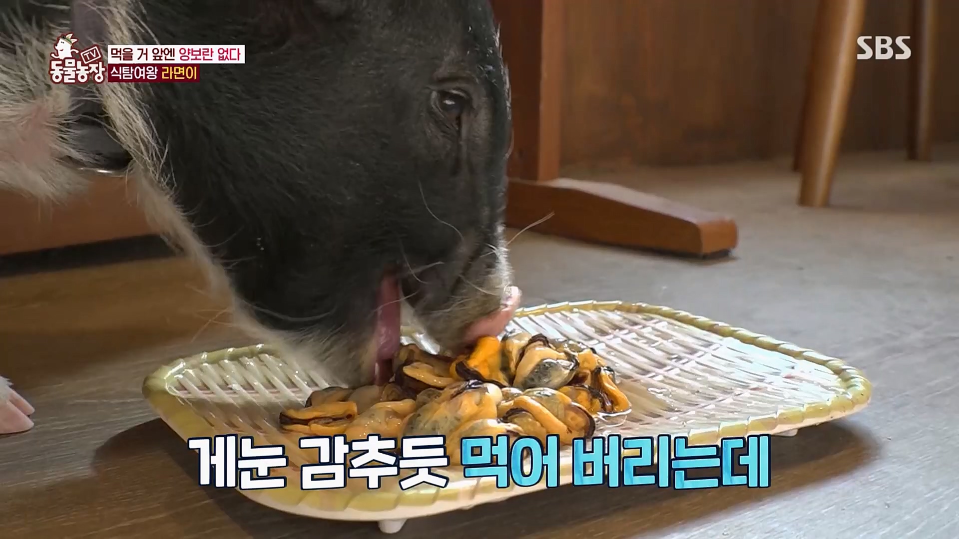 TV 동물농장.E1107.230205p.H264-F1RST.mp4_20230205_173944.681.jpg