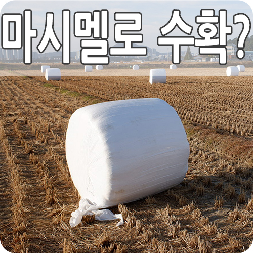  논 위에 마시멜로우 어떻게 만들어지나? 정체는?