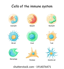 nk세포-면역-체계