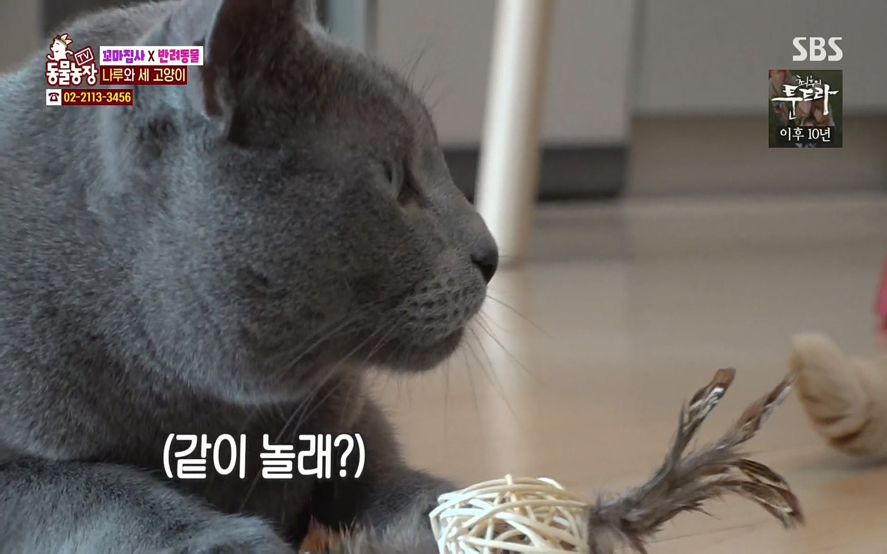 TV 동물농장.E1061.220320p.H264-F1RST.mp4_20220320_183617.620.jpg