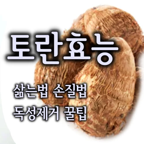  면역력 강화 항암효과 고혈압에 좋은 토란 효능 토란 삶는법 손질법 보관법 독성제거 꿀팁!!/taro