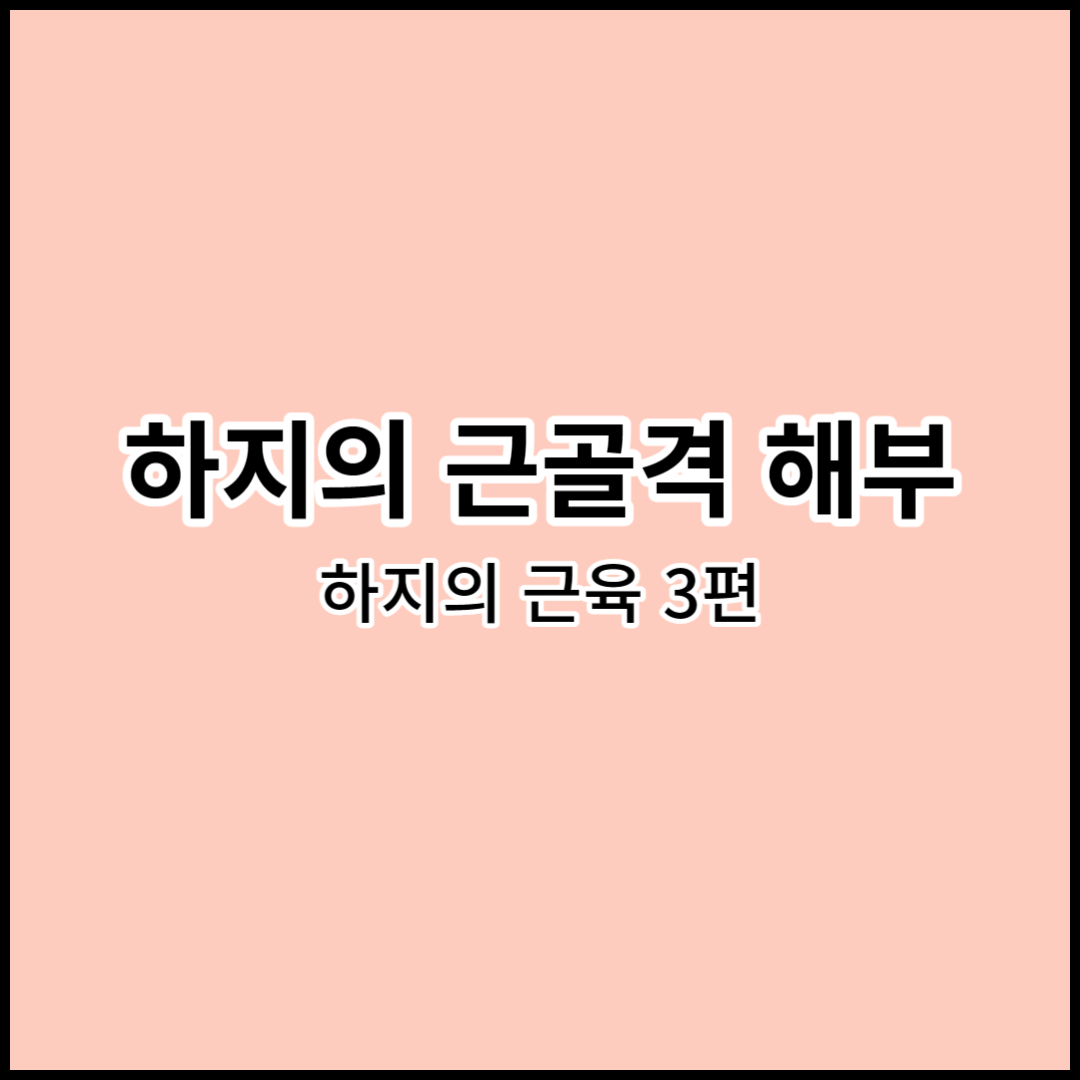 해부학 하지의 근골격 해부: 하지의 근육 3(한자&#44; 한글&#44; 영어)