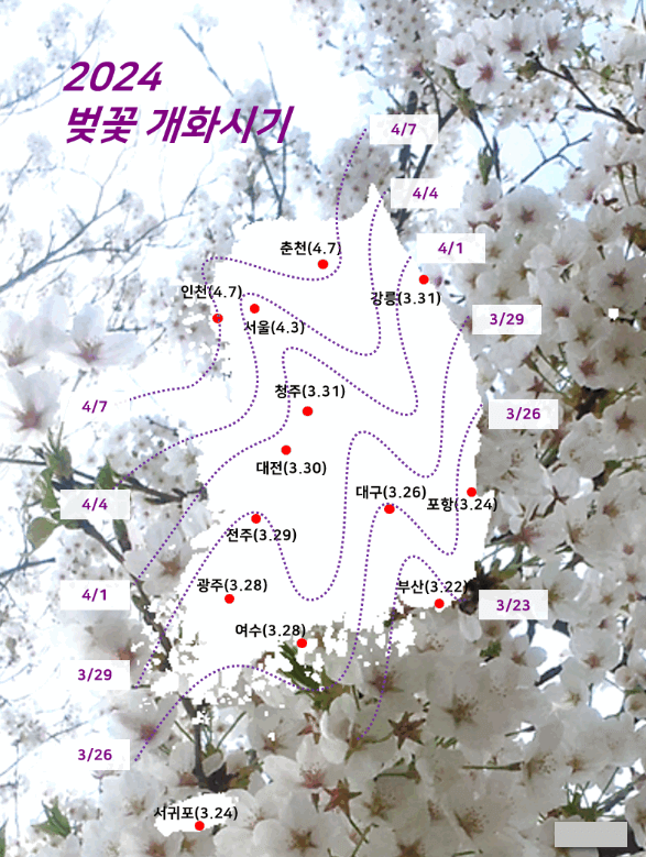 2024년 전국 벚꽃 개화시기 및 명소 알아보기