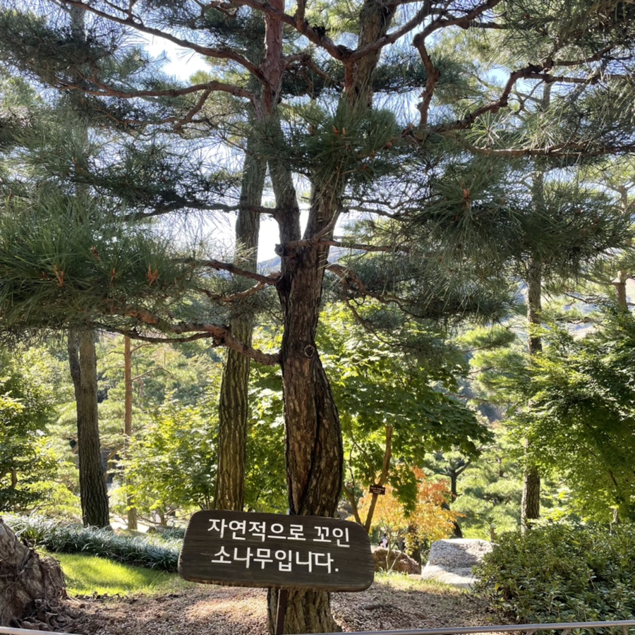 숲나들이 가을나들이 : 화담숲에서 33