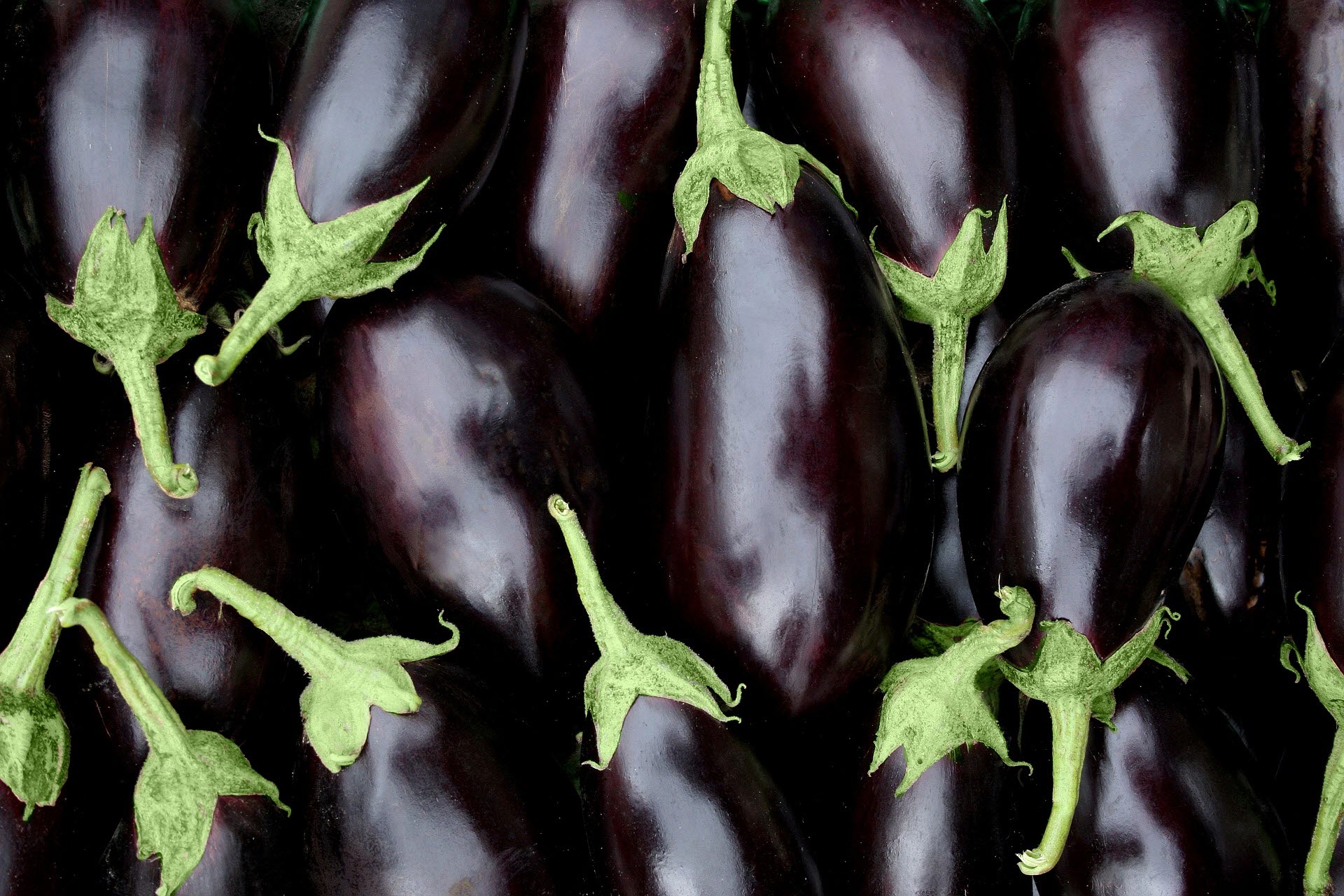 가지 Eggplant