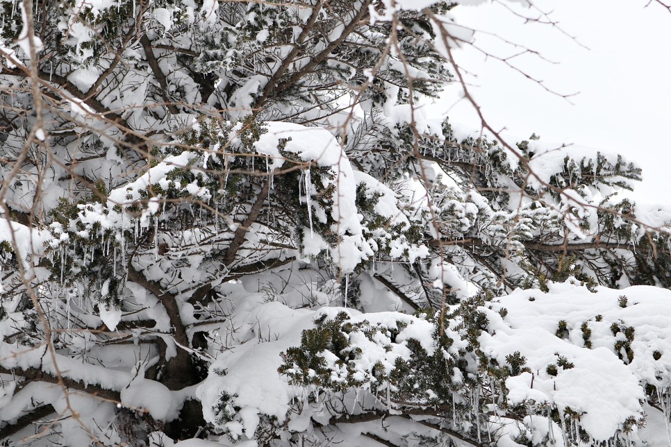 눈쌓인 겨울산 이미지 13