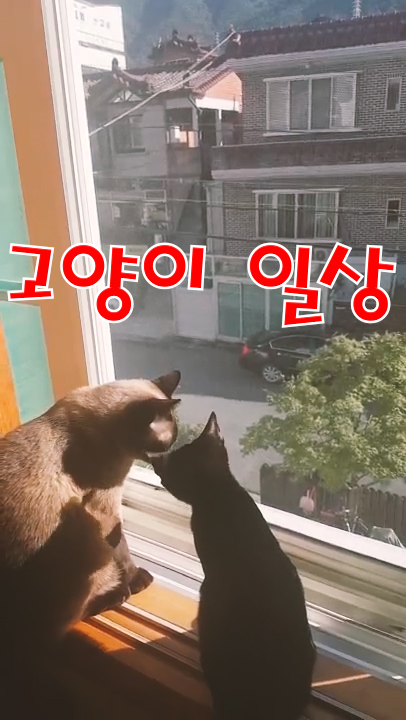  고양이 일상& 고양이 하루 / 고양이는 평소에 뭘할까?