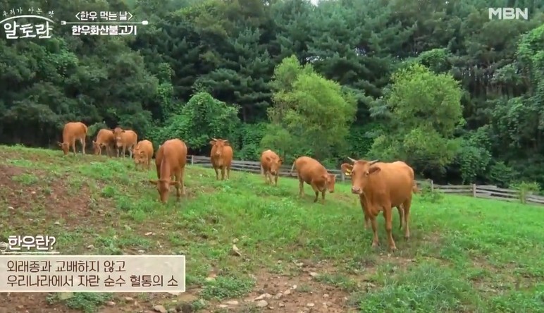 알토란-천상현-한우화산불고기