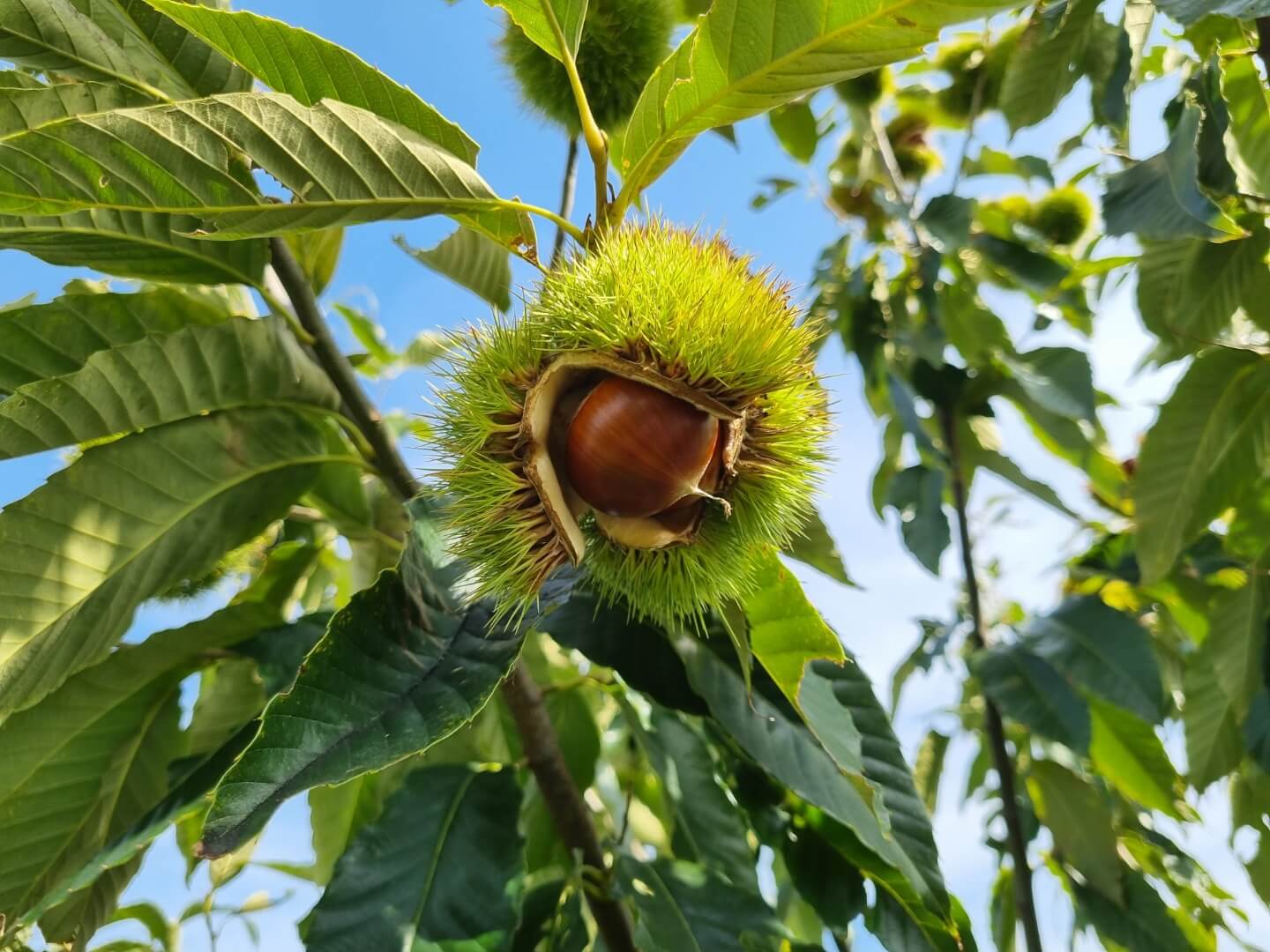 가을 햇밤 따기, 밤의 수확 시기와 효능에 대해 알아보아요