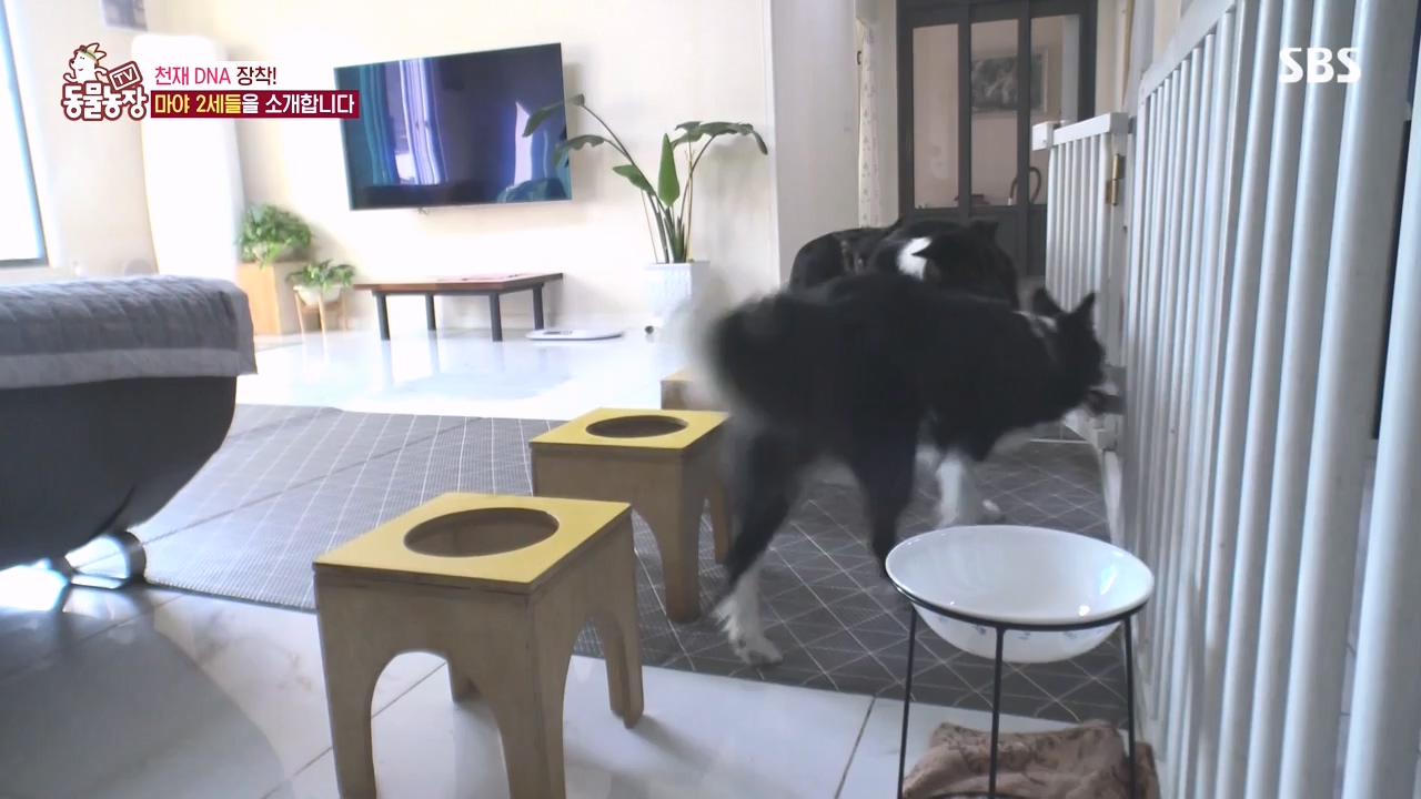 TV 동물농장.E1145.231113p-NEXT.mp4_20231112_173435.374.jpg