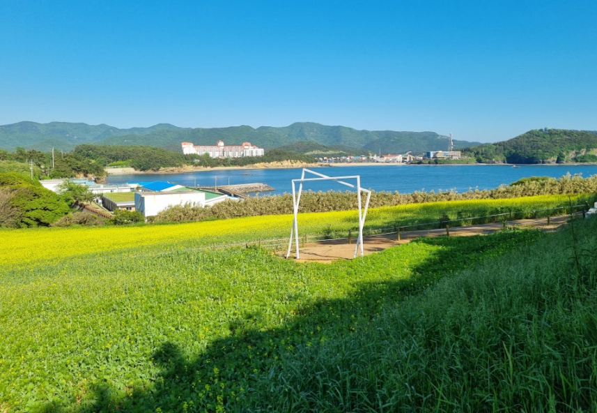 부안 수성당 유채꽃밭1