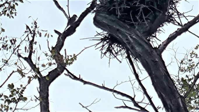 나뭇가지에 앉은&#44; 역광에 까맣게 보이는 새 한마리&#44; 딱다구리 같은데요&#44;
