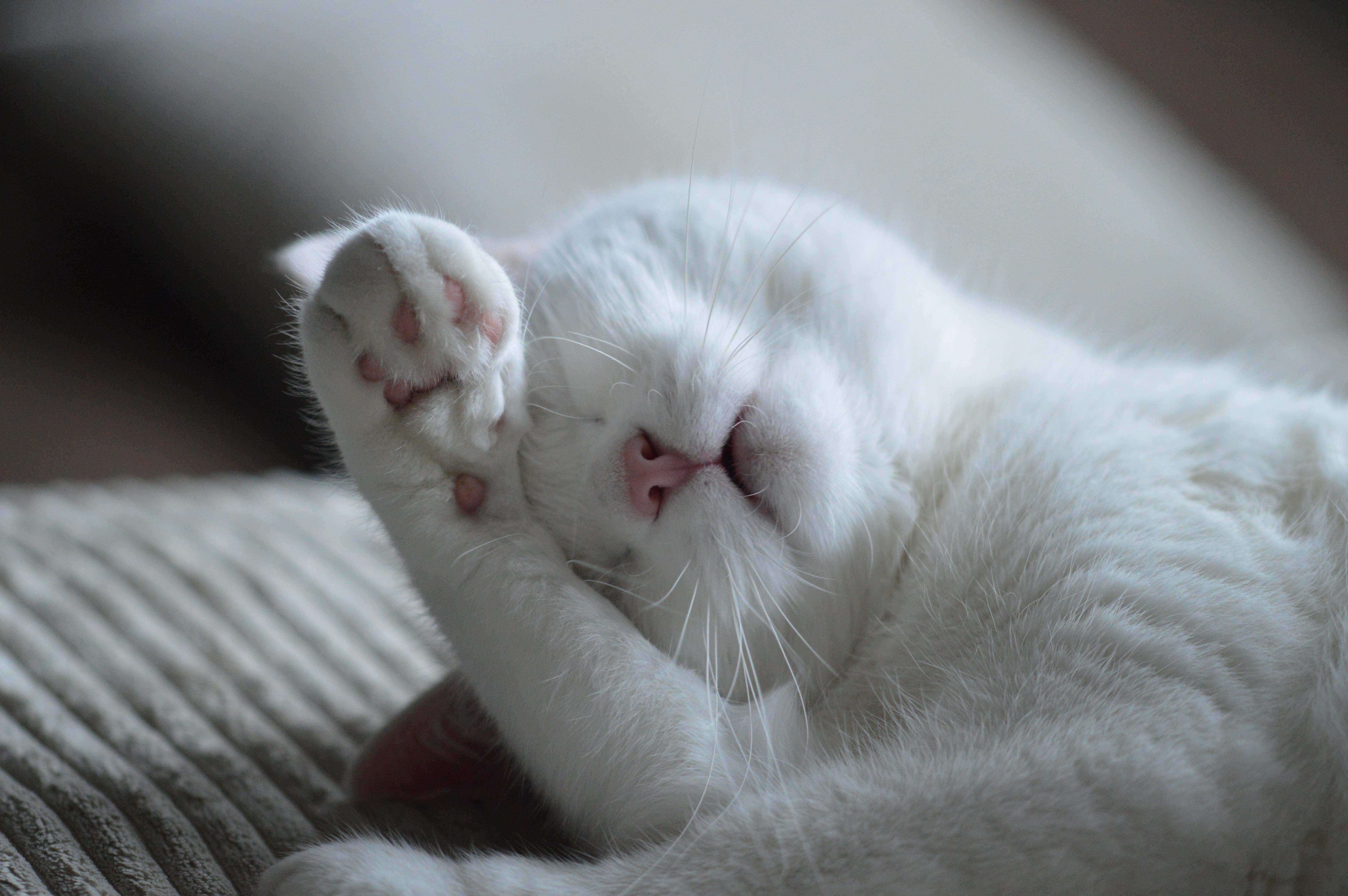  고양이, 집사, 동물, 검은고양이, 하얀고양이, 냥이, 노란고양이