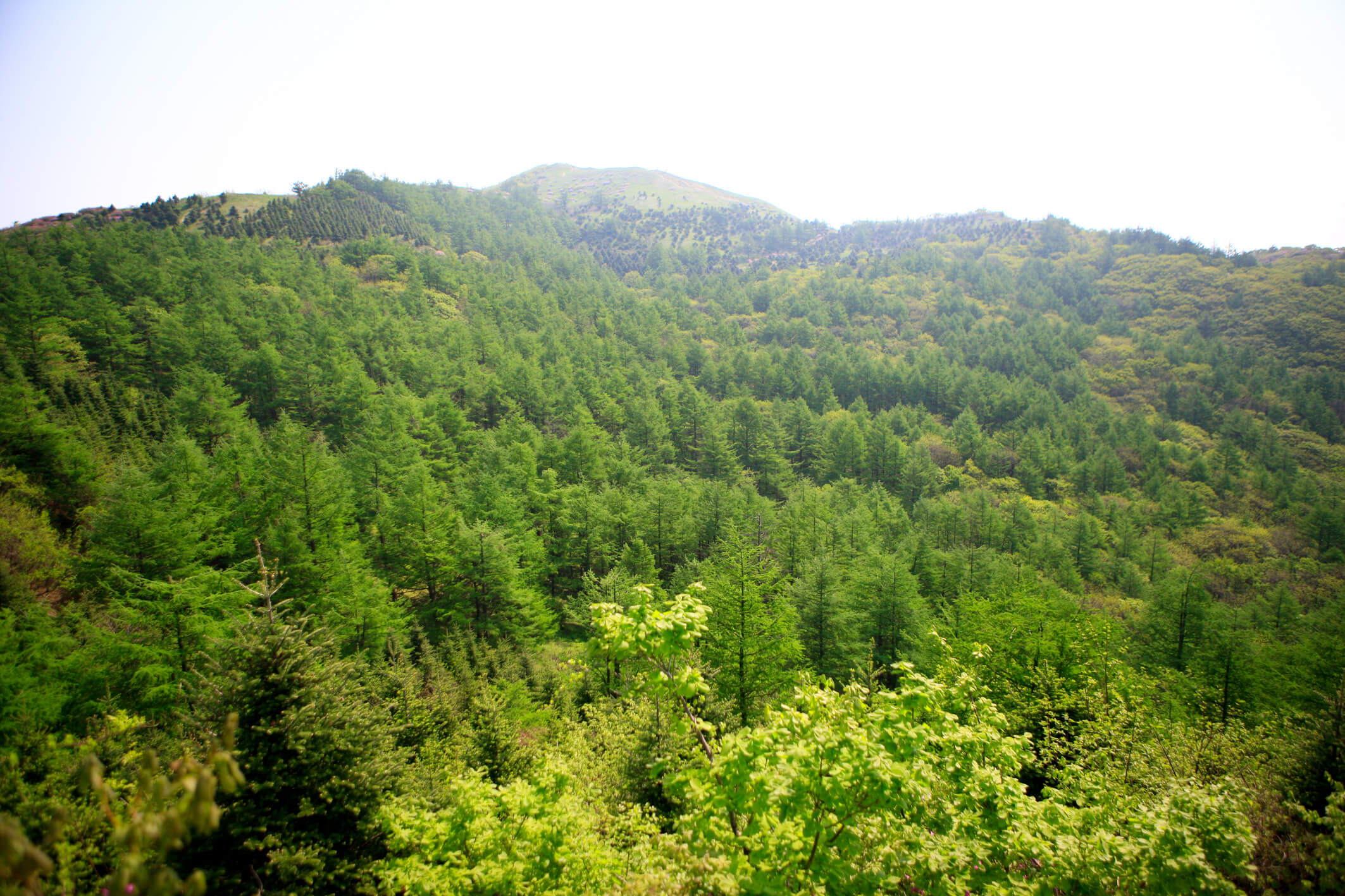 바래봉푸른숲