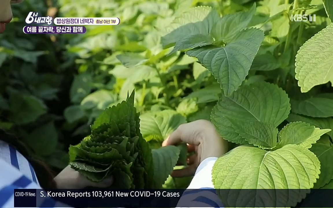 6시 내고향.E7608.220832p.H264-F1RST.mp4_20220901_204410.867.jpg