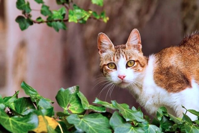 고양이-마따따비-개다래나무