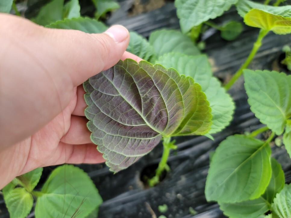 깻잎농원 이미지